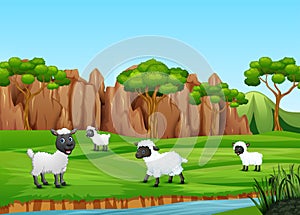 A group of sheep playing in the field
