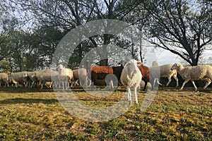 Group of sheep by the river Agricultural and Livestock Industry of the EU.