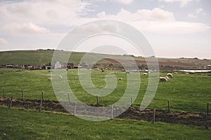 Group of sheep's grazing on a meadow next to the sea at the countryside of Kirkwall, Scotland