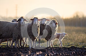 Sheep herd walking on farmland