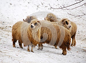 Group of sheeps photo