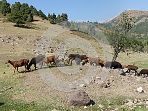 Group of sheeps in an arid landscape of the Fergana Valley in Uzbekistan.