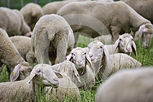 Gruppe aus Schaf hinlegen gras 