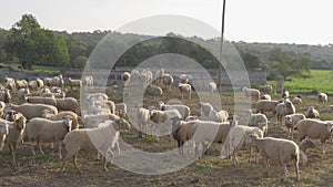 A group of sheeps grazing in a field