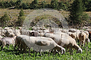 Group of sheeps grazing in mountain meadows