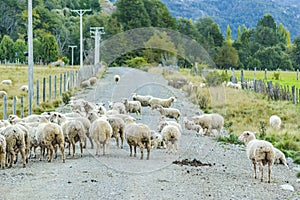 Group of Sheeps at Los Lagos District, Chile
