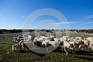Group of sheeps on a meadow