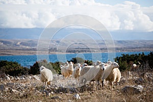 Group of sheeps on a meadow