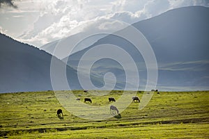 Group of sheeps pasturing in mountains