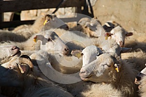 Group of sheeps in a sheepfold