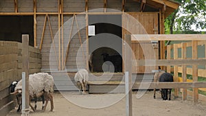 Group of sheeps walking around in the paddock at farm - slow motion