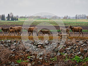 The Group of Sheeps walking through the field