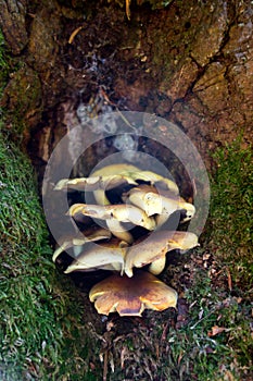 Group of shelf fungi grown on the bark of a tree