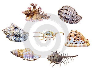 Group shell of sea snail photo