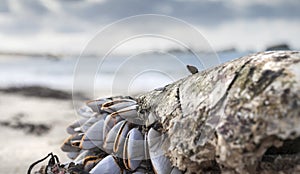 Group of shells in low tide clinking on old rugged , threadbare, plastic buoy, Brittany, France