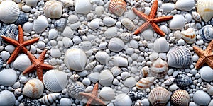 A group of shells and starfish on a beach