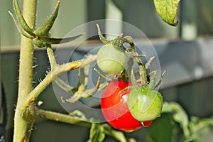 Group of sherry red and green tomatoes with drops of water