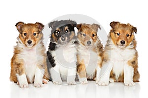 Group of Shetland Sheepdog puppies