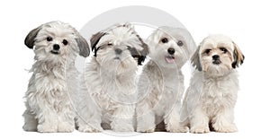 Group of Shih Tzu and Maltese puppy sitting