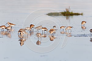 group shorebird dunlin