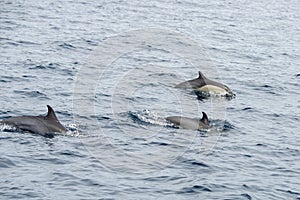 A group of Short-beaked common dolphins, swimming in the Pacific ocean in California