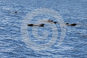 Group of short finned pilot whales, Globicephala macrorhynchus