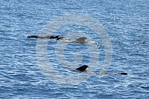 Group of short finned pilot whales, Globicephala macrorhynchus