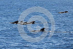 Group of short finned pilot whales, Globicephala macrorhynchus