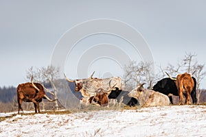 Group Shot of Longhorn Steers on Snow Covered Field