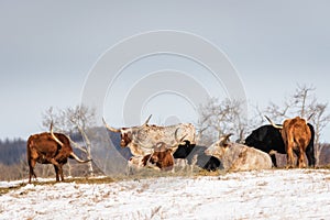 Group Shot of Longhorn Steers on Snow Covered Field photo