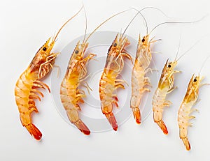 A group of shrimps are lined up on a white surface