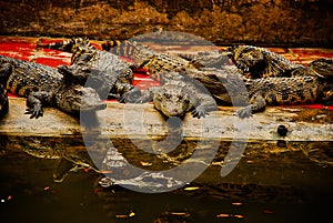 Group of siamese crocodilles by the river in the farm in Vietnam