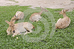 A group of Siamese Eld's deer (Cervus eldi)