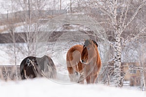 Group Of Siberian Horses On A Free Grazing In The Winter. Pretty Brown Steed With A Muzzle In Hoarfrost. Freezing Day In Altai Rep