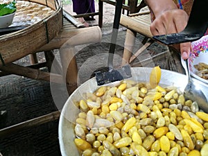 Group of silk case worm cocoons nests color yellow and white. cocoon silkworm prepare for make thread.