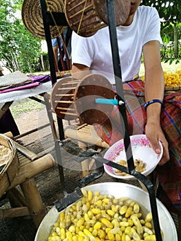 Group of silk case worm cocoons nests color yellow and white. cocoon silkworm prepare for make thread.