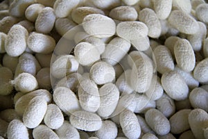 Group of silk worm cocoons nests