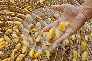 Group of silk worm cocoons nests