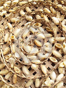 Group of silk worm cocoons nests