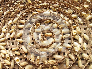 Group of silk worm cocoons nests