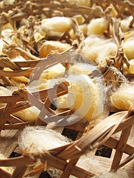 Group of silk worm cocoons nests