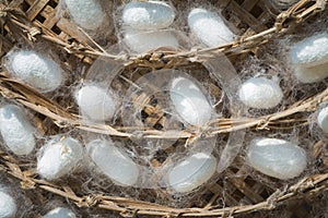 Group of silk worm cocoons nests