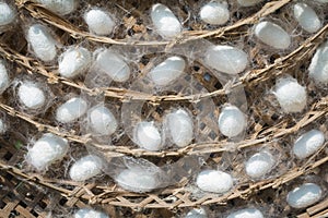 Group of silk worm cocoons nests