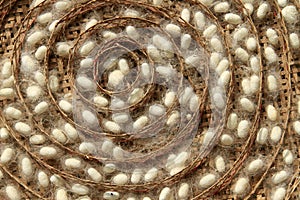 Group of silk worm cocoons nests