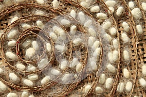 Group of silk worm cocoons nests