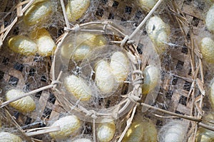 Group of silk worm cocoons nests