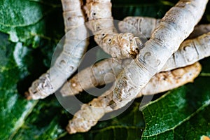 Group of silk worms, Bombyx mori, seen from above eating mulberry leaves