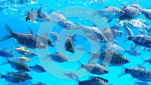 Group of silver barb fish.