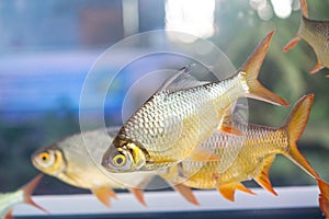 Group of Silver Barb, Java barb