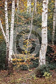 A group of silver birch trees, Burnham Beeches, Buckinghamshire, UK